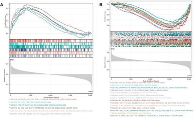 Bioinformatics analysis reveals the landscape of immune cell infiltration and novel immune-related biomarkers in moyamoya disease